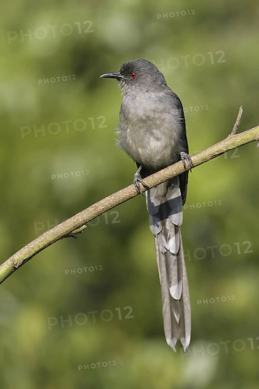 Long-tailed Sibia (Heterophasia picaoides), Malaysia