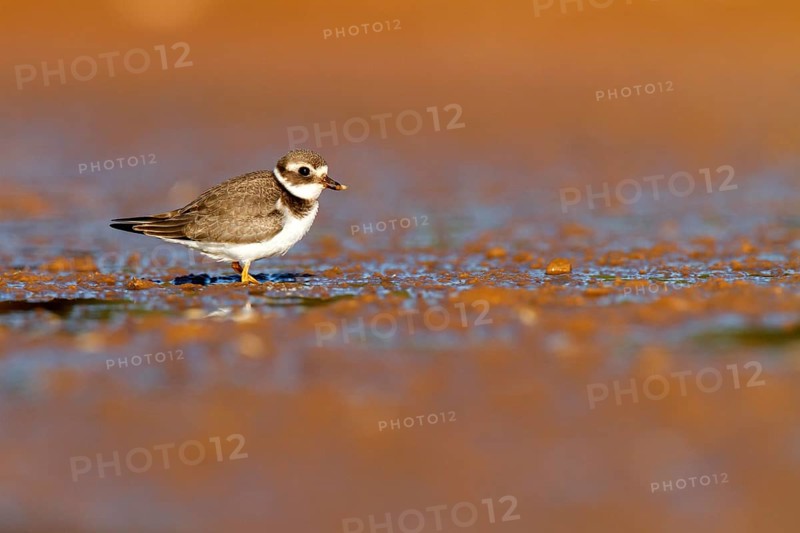 Common Ringed Plover (Charadrius hiaticula) juvenile, Castile-La Mancha, Spain