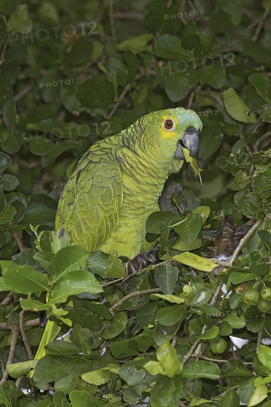 Turquoise-fronted Amazon (Amazona aestiva), Mato Grosso do Sul, Brazil