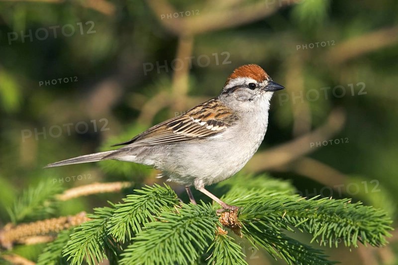 Chipping Sparrow Spizella passerina Des Moines, Iowa, United States 28 May Adult Emberizidae