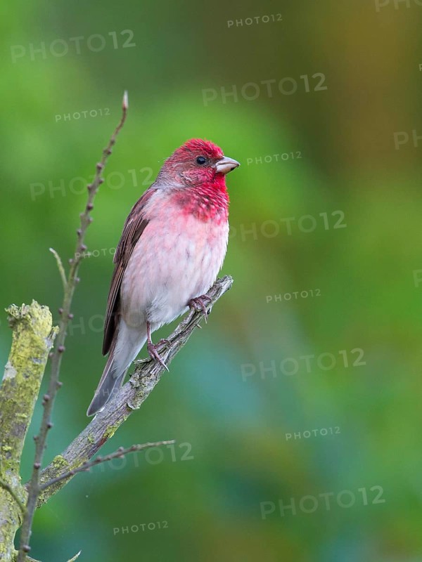 Common Rosefinch (Carpodacus erythrinus) male, Mecklenburg-Western Pomerania, Germany