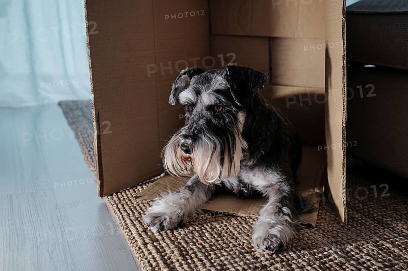 Miniature schnauzer lying inside a cardboard box at home. The image shows the tenderness that domesticated pets offer