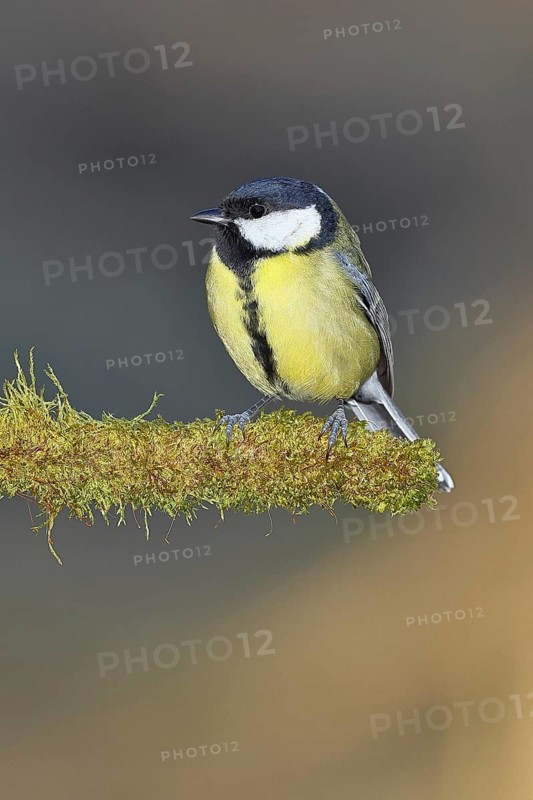Great tit (Parus major), sitting on moss-covered dead wood, Wilnsdorf, North Rhine-Westphalia, Germany