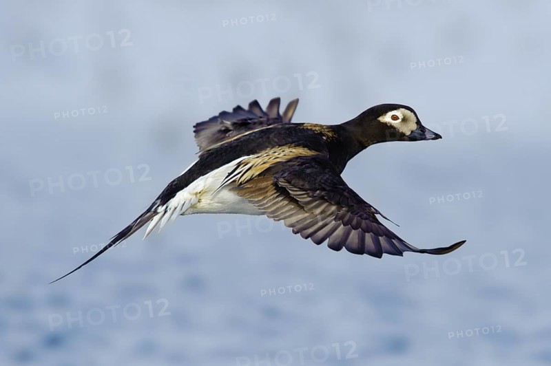 Long-tailed Duck (Clangula hyemalis) male flying, Alaska, USA