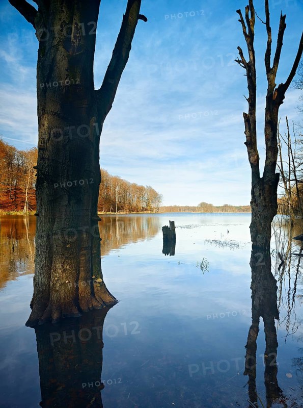 Autumn at Schweingartensee, dead tree trunks on the shore, Müritz National Park, Serrahn sub-area, Mecklenburg-Western Pomerania, Germany
