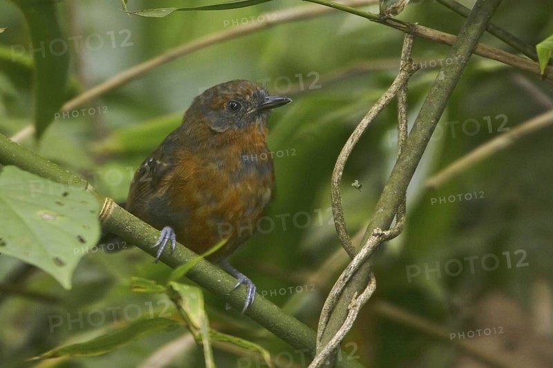 Blackish Antbird (Cercomacra nigrescens)