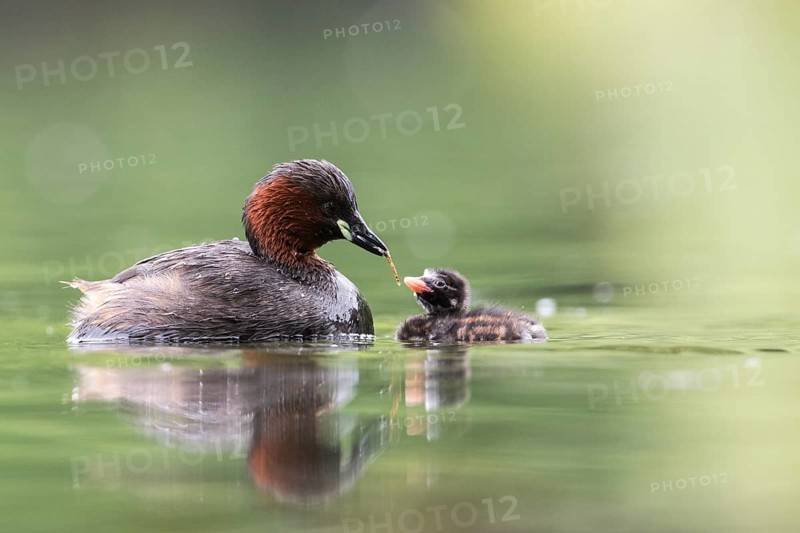 Little Grebe (Tachybaptus ruficollis) with chick, Hesse, Germany
