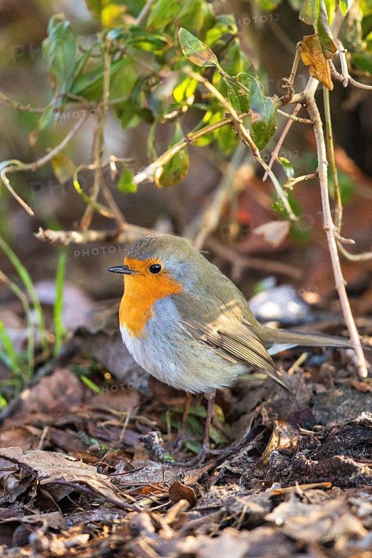 European Robin (Erithacus rubecula) perched on the ground, Bavaria, Germany