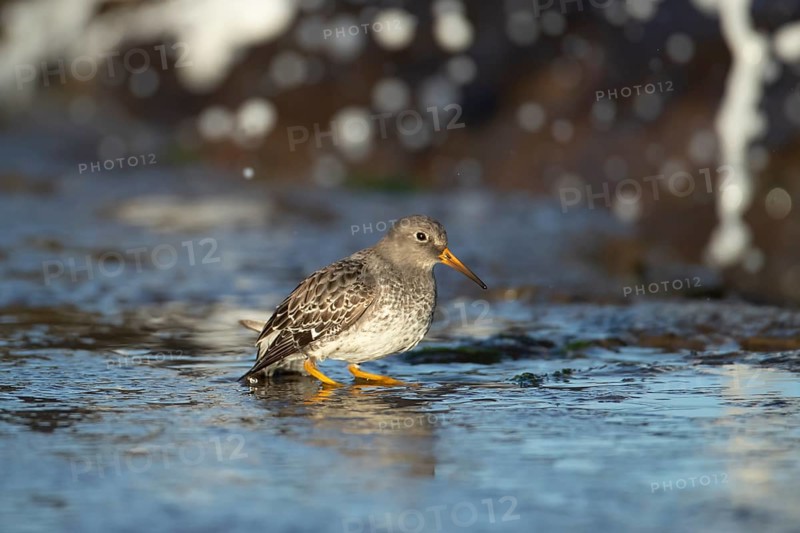 Purple sandpiper (Calidris maritima) adult wading bird in winter plumage on seaside harbour wall, Suffolk, England, United Kingdom