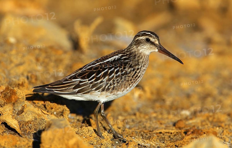 Broad-billed Sandpiper (Calidris falcinellus) foraging, French Riviera, France
