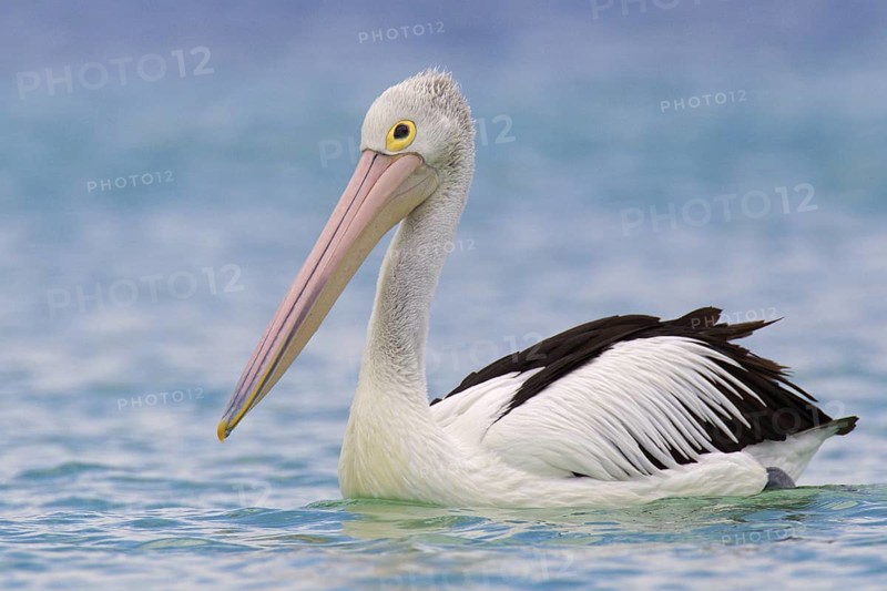 Australian Pelican (Pelecanus conspicillatus), Western Australia, Australia