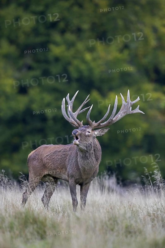 Red deer (Cervus elaphus) stag with big antlers bellowing in grassland at forest's edge during the rut in autumn, fall