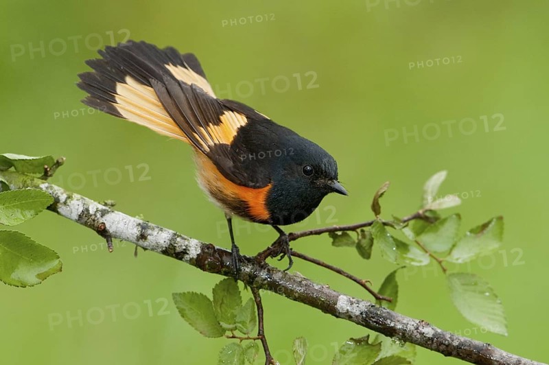 American Redstart (Setophaga ruticilla) male, Texas, USA