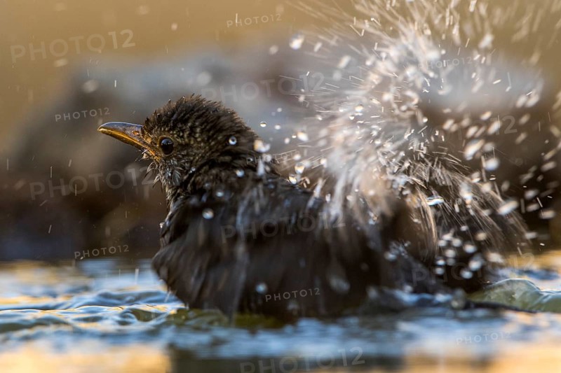 Common Blackbird (Turdus merula) juvenile bathing, Andalusia, Spain