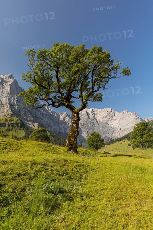 Nature conservancy area Grosser Ahornboden. Sycamore maple trees, Acer pseudoplatanus, in autumn. Karwendel mountains in the back with blue sky