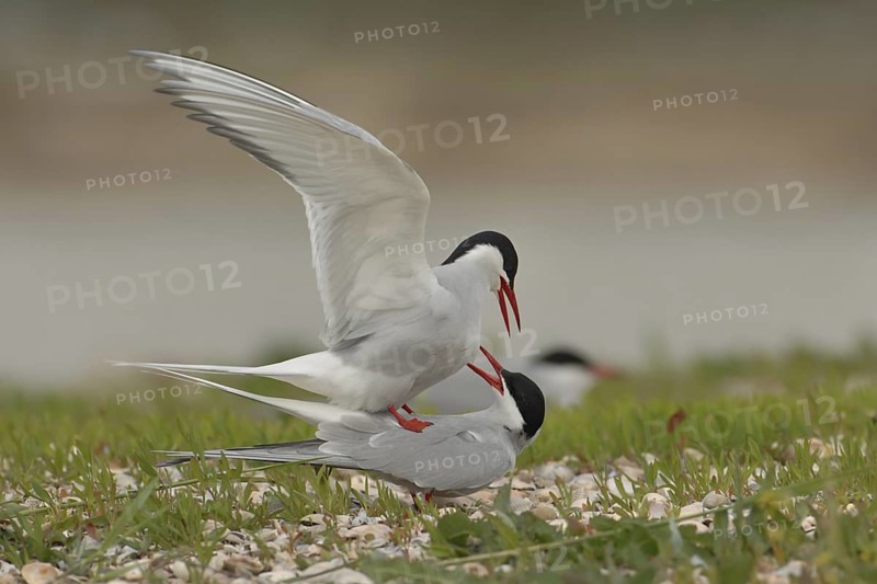 Common Tern (Sterna hirundo), Texel, Netherlands