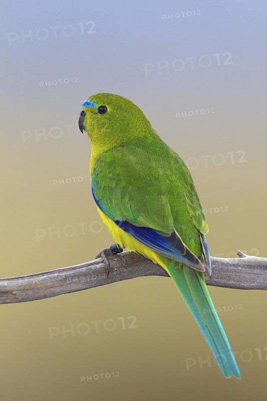 Orange-bellied Parrot (Neophema chrysogaster), Tasmania, Australia