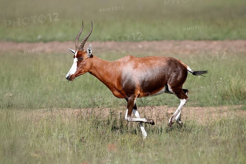 Buntbock (Damaliscus pygargus), adult, running, Mountain Zebra NP, Eastern Cape, South Africa, Africa, Germany