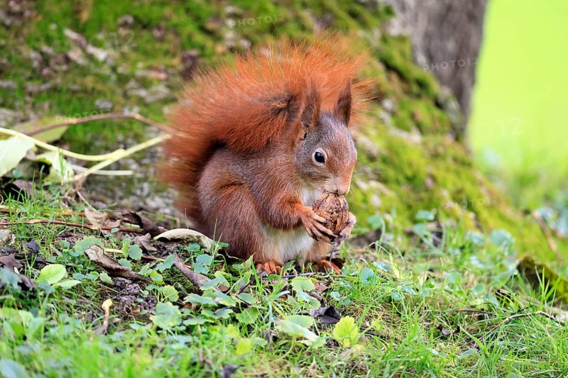 Squirrel (Sciurus vulgaris), adult, in a meadow, eating, with food, walnut, Mannheim, Germany