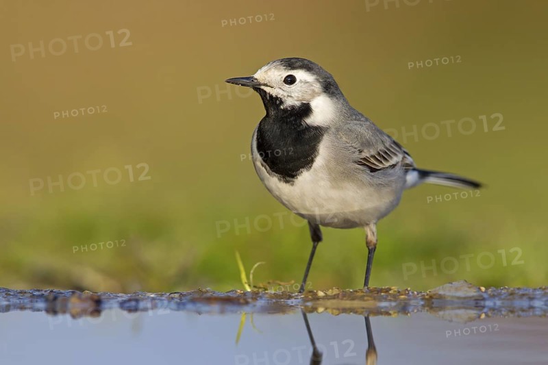 White wagtail, (Motacilla alba), animals, bird, songbird, family of wagtails and pipits, biotope, habitat, foraging, Beindersheim, Bad Dürkheim district, Rhineland-Palatinate, Germany