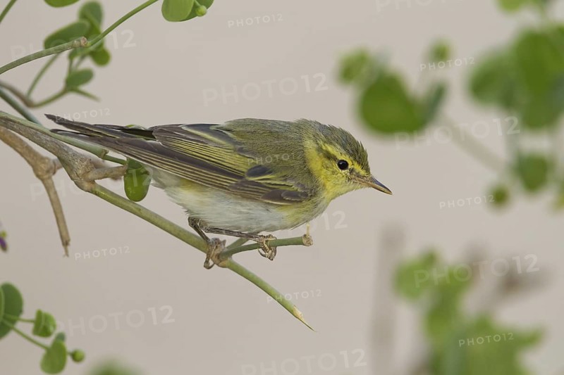 Wood Warbler (Phylloscopus sibilatrix), Oman