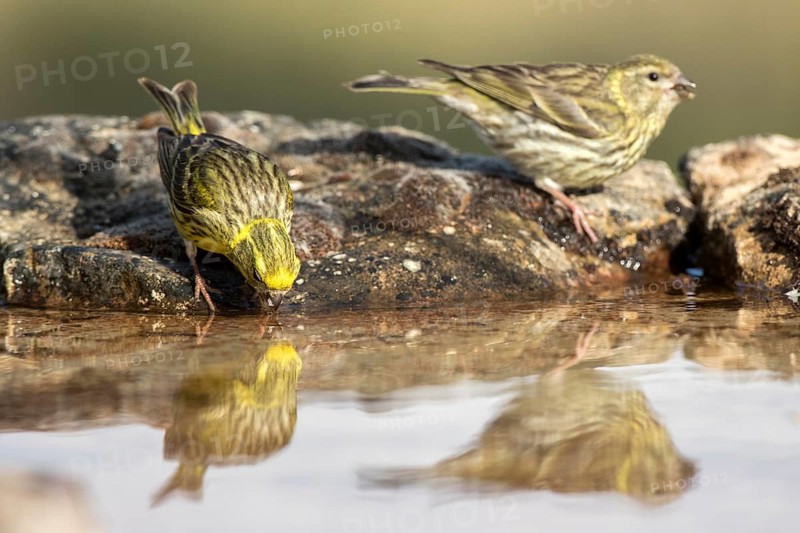 European Serin (Serinus serinus) pair drinking at a waterhole, Castile and Leon, Spain