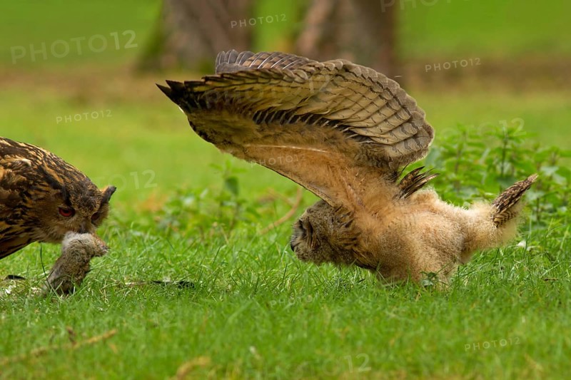 Eurasian Eagle-Owl (Bubo bubo) female with leveret prey and juvenile, Utrecht, Netherlands