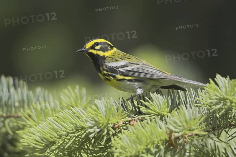 Townsend's Warbler (Setophaga townsendi), British Columbia, Canada