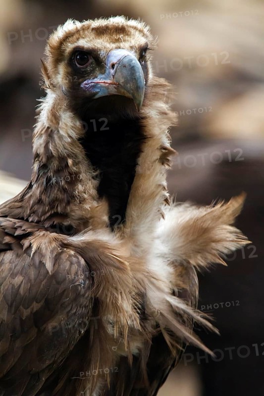 Cinereous Vulture (Aegypius monachus), Castile-La Mancha, Spain