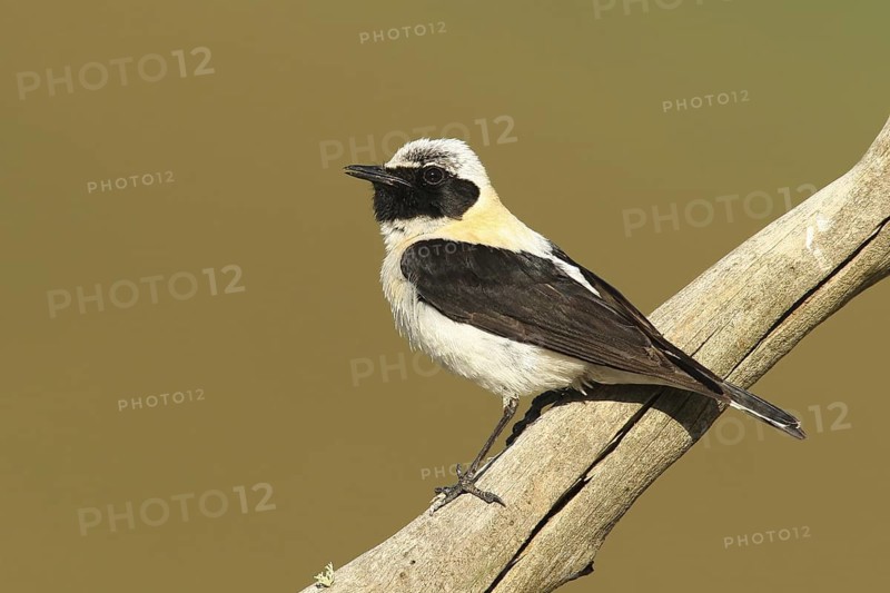 Black-eared Wheatear (Oenanthe hispanica) male, Covilha, Portugal