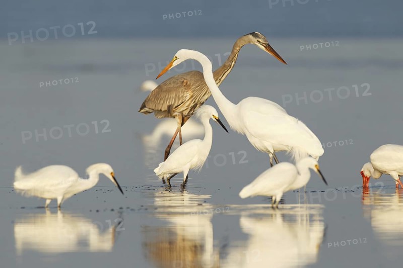 Snowy Egret (Egretta thula), Florida, USA