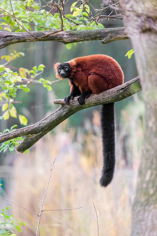 A Red-ruffed lemur, Varecia rubra, sits on the branch of a tree