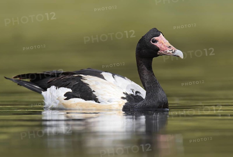 Magpie Goose (Anseranas semipalmata)