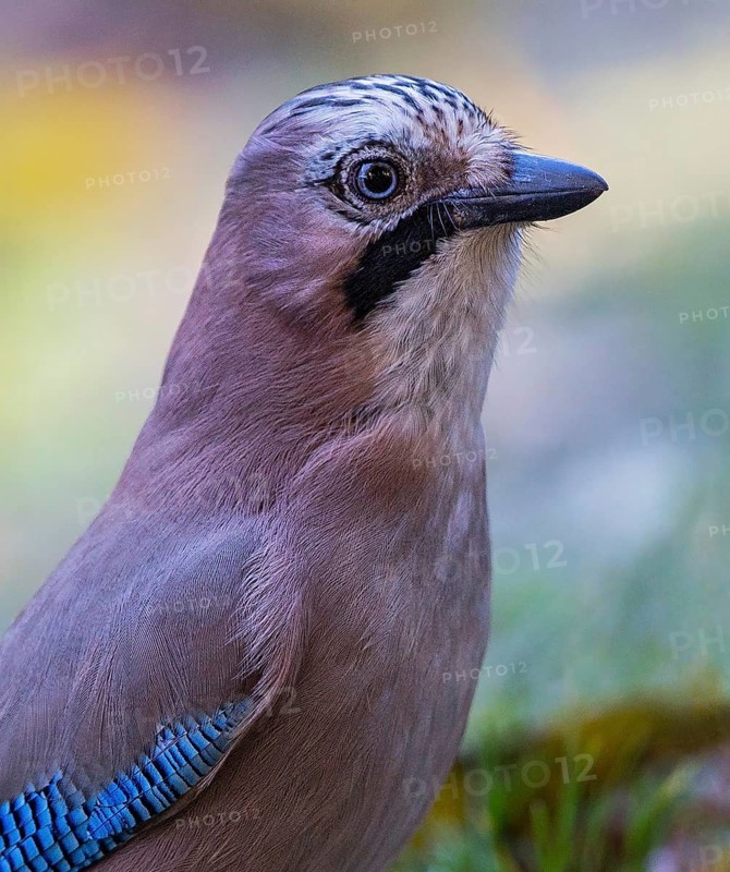 Eurasian Jay (Garrulus glandarius), Bavaria, Germany