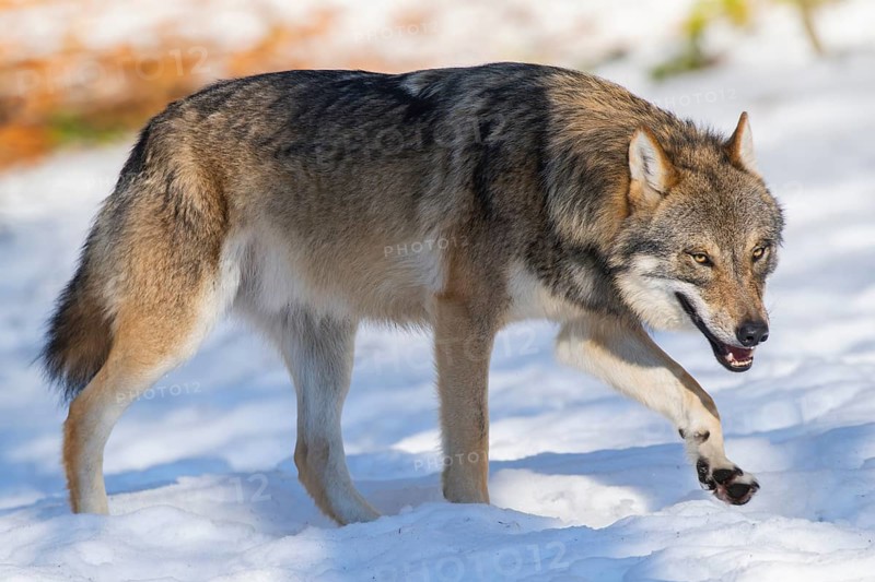 European gray wolf (Canis lupus lupus) walking in a forest in winter, snow, Bavaria, Germany
