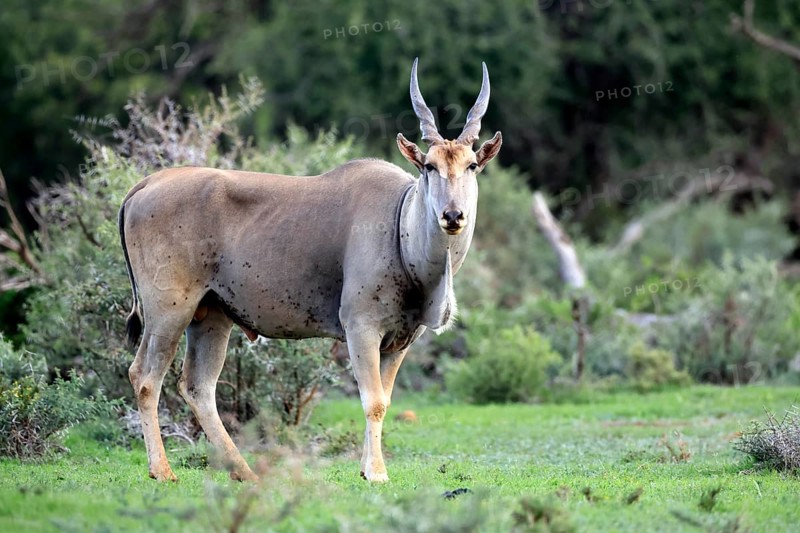 Eland (Taurotragus oryx), adult, alert, foraging, Mokala National Park, Northern Cape, South Africa