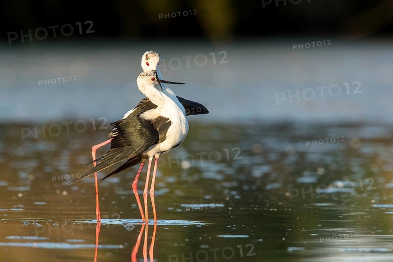 Black-winged Stilt (Himantopus himantopus) pair displaying, Camargue, France