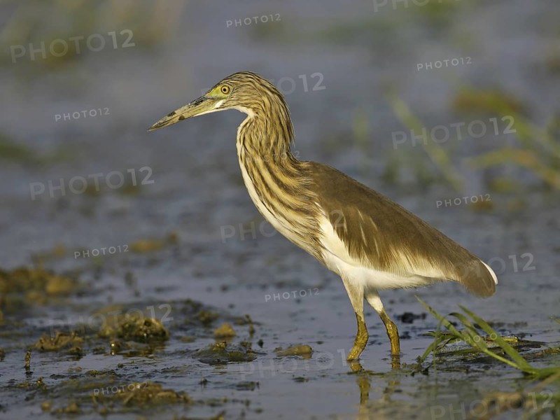 Chinese Pond Heron (Ardeola bacchus), Thailand