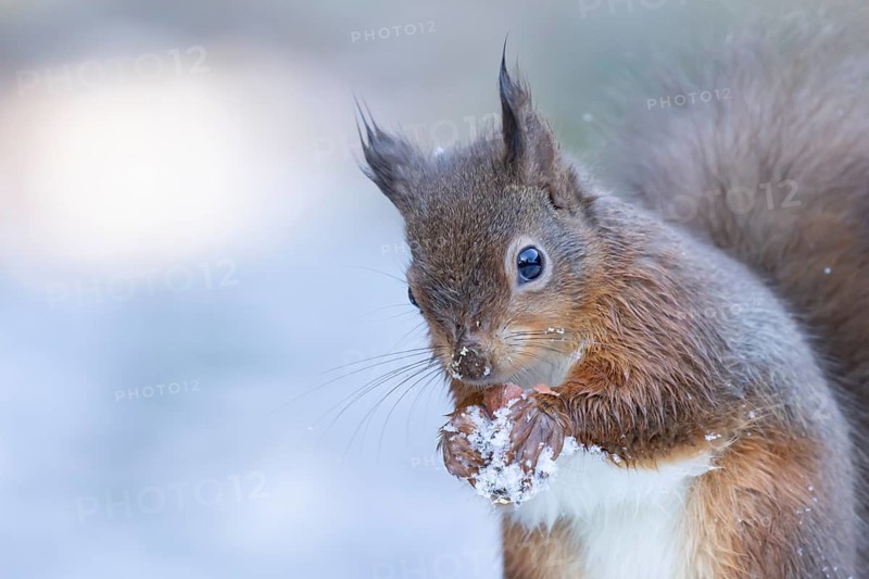 Red squirrel (Sciurus vulgaris) adult animal eating a hazel nut in snow in winter, England, United Kingdom