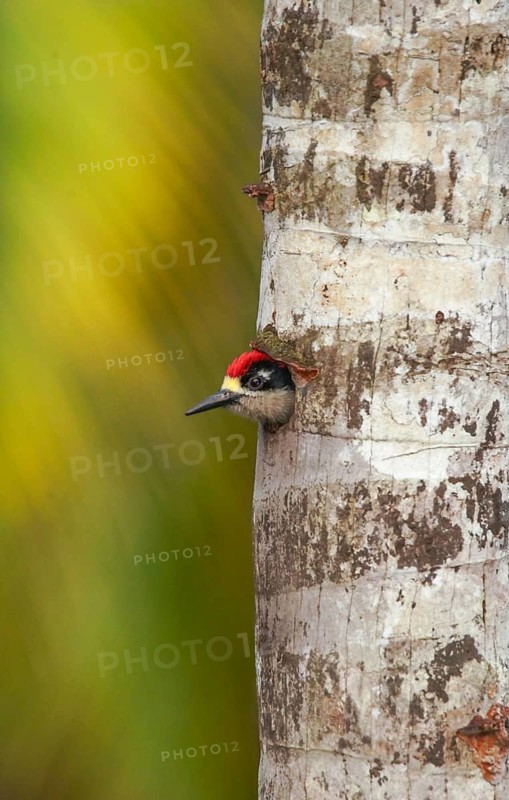 Black-cheeked Woodpecker (Melanerpes pucherani) male looking out of nest hole, Alajuela, Costa Rica