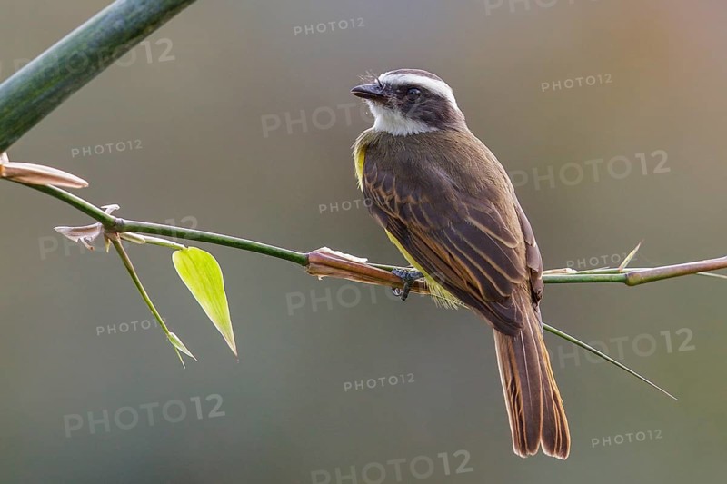 Social Flycatcher (Myiozetetes similis) perched on a branch in the Atlantic rainforest of southeast Brazil