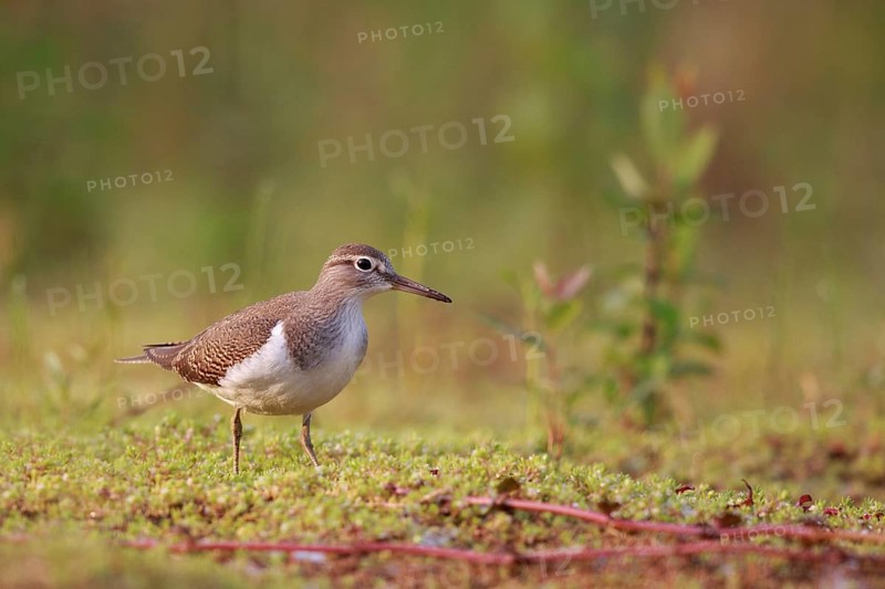 Common Sandpiper (Actitis hypoleucos) foraging, North Rhine-Westphalia, Germany