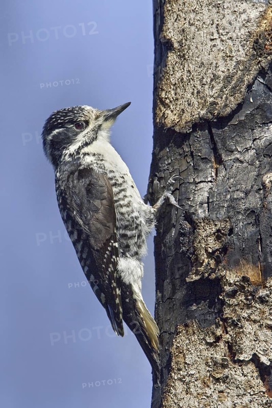 American Three-toed Woodpecker (Picoides dorsalis) female, Manitoba, Canada