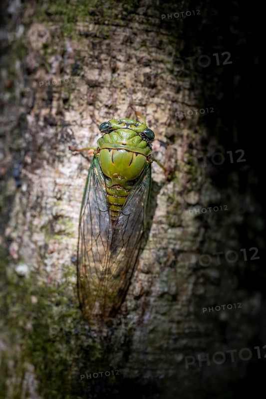 Cicada sitting on a trunk, Corcovado National Park, Osa, Puntarena Province, Costa Rica