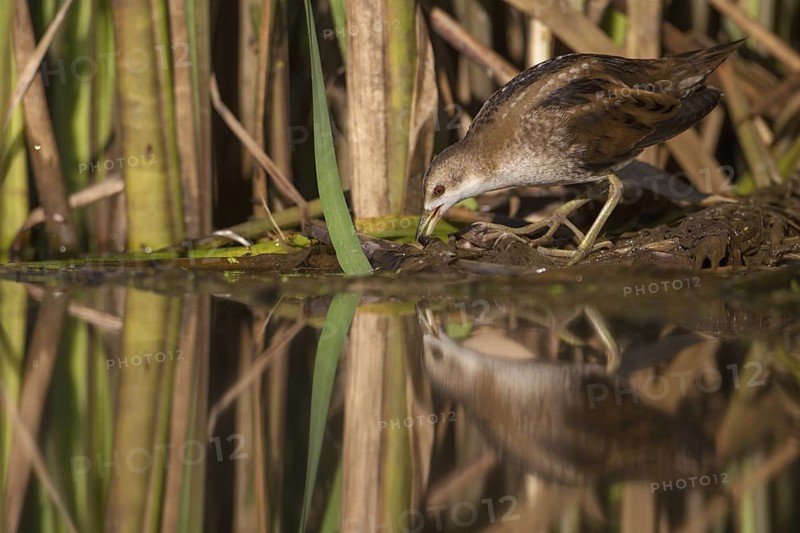 Little Crake (Porzana parva) female foraging, Saxony, Germany