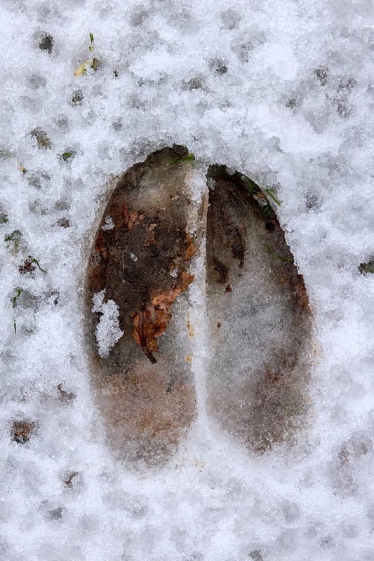 Red deer (Cervus elaphus) close-up of footprint, hoof print, tracks in melting snow during thaw in late winter, early spring