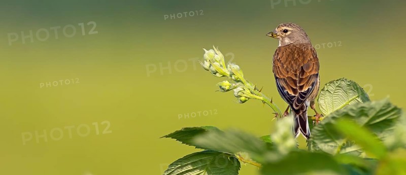 Linnet, Common Linnet, Eurasian Linnet, (Carduelis cannabin), (Acanthis cannabina), Linotte mÈlodieuse, Pardillo Com?n