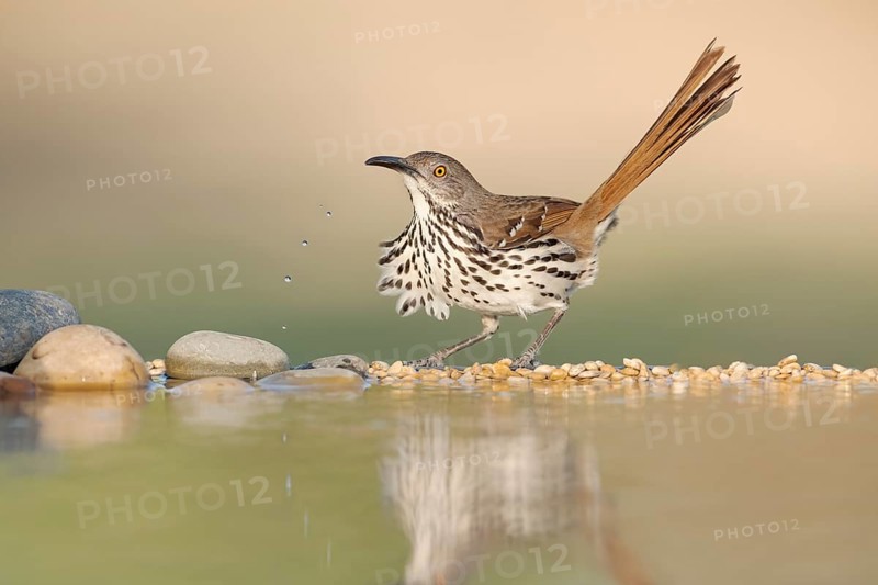 Long-billed Thrasher (Toxostoma longirostre) at a waterhole, Texas, USA