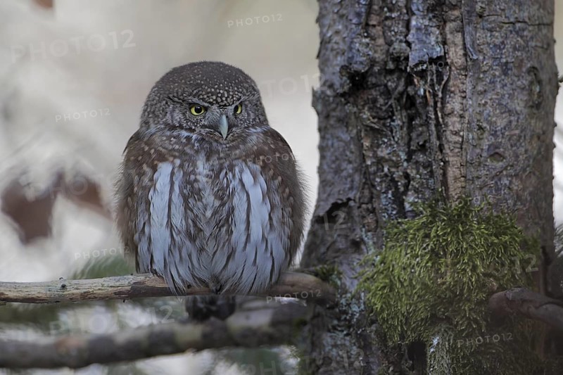 Sperlingskauz; lat. Glaucidium passerinum; aufgeplustert am Ruheplatz sitzend; Tierfreigelände Neuschönau im Nationalpark Bayerischer Wald