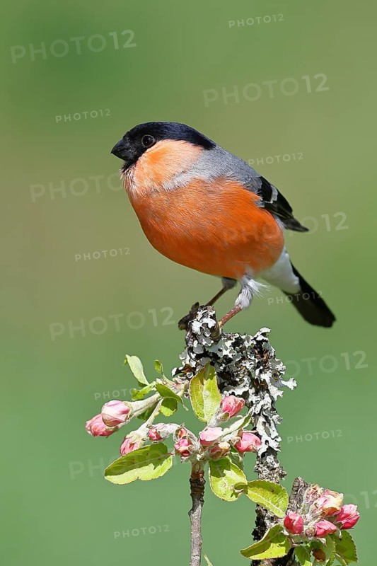 Bullfinch (Pyrrhula pyrrhula) male sitting on a branch with apple blossoms (Malus domestica), Wilnsdorf, North Rhine-Westphalia, Germany